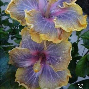 Meet your Posher, Marilyn